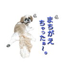 シーズーのふうたの日常生活2（個別スタンプ：24）