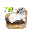 シーズーのふうたの日常生活2（個別スタンプ：25）