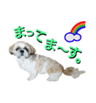 シーズーのふうたの日常生活2（個別スタンプ：30）