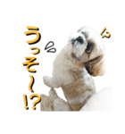 シーズーのふうたの日常生活2（個別スタンプ：31）