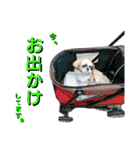 シーズーのふうたの日常生活2（個別スタンプ：32）