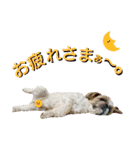 シーズーのふうたの日常生活2（個別スタンプ：33）
