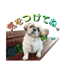 シーズーのふうたの日常生活2（個別スタンプ：35）