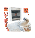 シーズーのふうたの日常生活2（個別スタンプ：38）