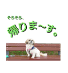 シーズーのふうたの日常生活2（個別スタンプ：40）
