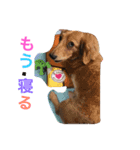 犬と日常（個別スタンプ：2）