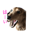 犬と日常（個別スタンプ：3）