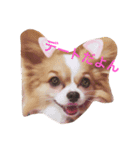 犬と日常（個別スタンプ：4）