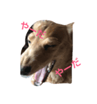 犬と日常（個別スタンプ：5）