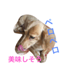 犬と日常（個別スタンプ：6）