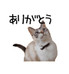 きょうだい猫 タクラとゴビ（個別スタンプ：1）