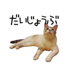 きょうだい猫 タクラとゴビ（個別スタンプ：3）
