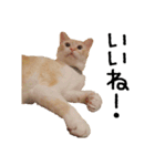 きょうだい猫 タクラとゴビ（個別スタンプ：4）