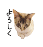 きょうだい猫 タクラとゴビ（個別スタンプ：5）