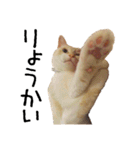 きょうだい猫 タクラとゴビ（個別スタンプ：6）