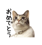 きょうだい猫 タクラとゴビ（個別スタンプ：7）