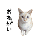 きょうだい猫 タクラとゴビ（個別スタンプ：8）