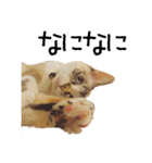 きょうだい猫 タクラとゴビ（個別スタンプ：10）
