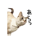 きょうだい猫 タクラとゴビ（個別スタンプ：11）