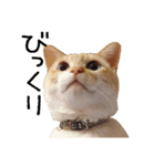 きょうだい猫 タクラとゴビ（個別スタンプ：13）