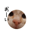 きょうだい猫 タクラとゴビ（個別スタンプ：14）