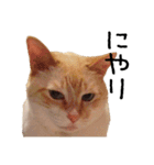 きょうだい猫 タクラとゴビ（個別スタンプ：15）