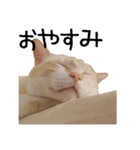 きょうだい猫 タクラとゴビ（個別スタンプ：18）