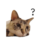 きょうだい猫 タクラとゴビ（個別スタンプ：19）