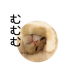 きょうだい猫 タクラとゴビ（個別スタンプ：20）