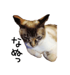 きょうだい猫 タクラとゴビ（個別スタンプ：21）