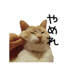 きょうだい猫 タクラとゴビ（個別スタンプ：22）