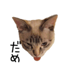 きょうだい猫 タクラとゴビ（個別スタンプ：23）