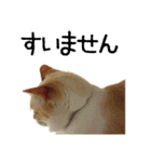 きょうだい猫 タクラとゴビ（個別スタンプ：24）