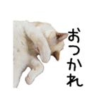 きょうだい猫 タクラとゴビ（個別スタンプ：25）