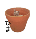 きょうだい猫 タクラとゴビ（個別スタンプ：27）