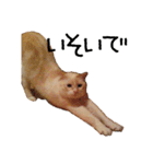 きょうだい猫 タクラとゴビ（個別スタンプ：28）