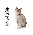 きょうだい猫 タクラとゴビ（個別スタンプ：29）