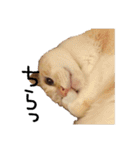 きょうだい猫 タクラとゴビ（個別スタンプ：30）