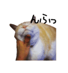 きょうだい猫 タクラとゴビ（個別スタンプ：31）