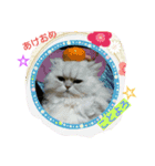 にゃんこですし（個別スタンプ：1）