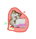 にゃんこですし（個別スタンプ：2）