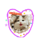 にゃんこですし（個別スタンプ：3）