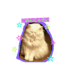 にゃんこですし（個別スタンプ：4）
