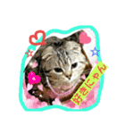 にゃんこですし（個別スタンプ：7）