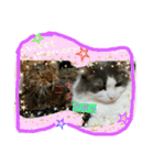 にゃんこですし（個別スタンプ：10）