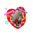 にゃんこですし（個別スタンプ：11）