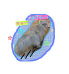 にゃんこですし（個別スタンプ：12）