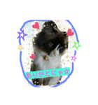 にゃんこですし（個別スタンプ：13）