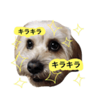 ミックス犬りょうま1（修正版（個別スタンプ：1）