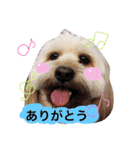 ミックス犬りょうま1（修正版（個別スタンプ：2）